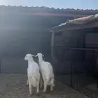 خرفان حريات