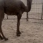 بكره شعلا