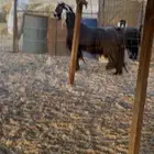 2فحول عوارض