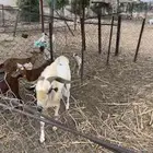تيس