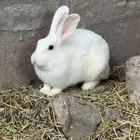 أرانب   للبيع