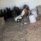 دجاج بياض للبيع