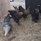 دجاج برهم للبيع