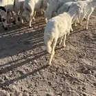 للبيع بهم طيب عماره 3شهور