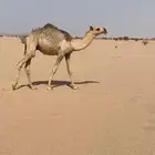 قعدان