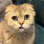 قط سكوتش ذكر