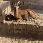هجين وعل