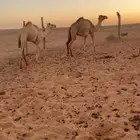 لبيع