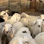 سواكن مرباه