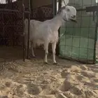 عنز دافع تم البيع