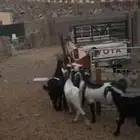 تيوس