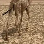 حاشي بري تحت امه