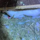 جوز روز البينو عيون حمر