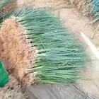 توريد بصل اخضر امريكي ورقيات كميات