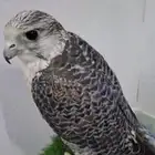 صقرر نادرر جدا  لبيييع