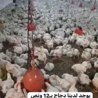 دجاج