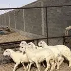 خرفان رخال