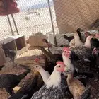 دجاج