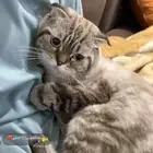 قط ضايع )