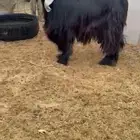 تيس عارضي للبيع