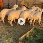 بهم حري كلش خروف