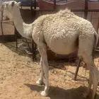 قعود العمر9 شهور