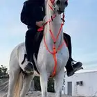 حصان شعبي