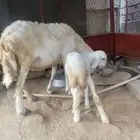 غنم