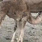 خميس مشيط