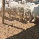 رخال حريات العدد 70 مع الفحل