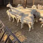 حريات متابيع