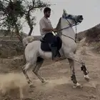 حصان الاسم كساب العز العمر 6 ونص سليم شرط الرتفاع 156-157
