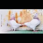 3 طبات تاكسن top