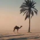 حذاف وقربة فلتر مكينة هايلكس علا الشرط
