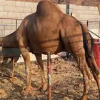جمل