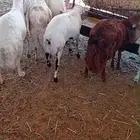 رفيد طليان سمان وطيبه جدا