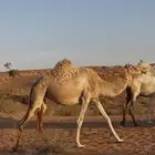 للبيع ذلول لقحه منتج
