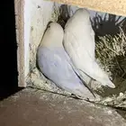 جوز روز منتج شرطط