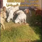 طليان رفيدي تربيه طيبات بالحيل