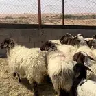 نعيم