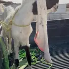 للبيع تيس