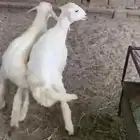 خروفين بلديه كفو