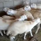 طليان ذبايح سواكن ورفيديات وحريات رقم واحد