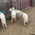أبهاء بني مالك