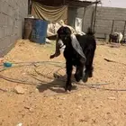 جفره عارضيه