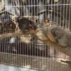 اجواز زيبرا مكس انقلش