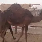 بكره حقه