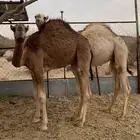 قعودين مفاريد مسكته