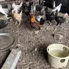 دجاج بلدي بياض