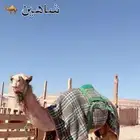 قعود للبيع طابع